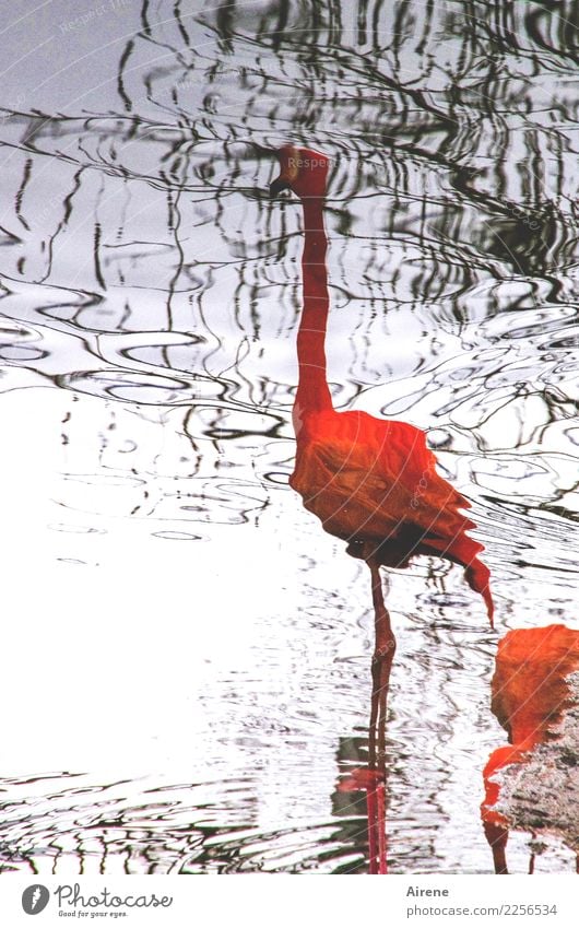 Wasservogelperspektive Tier Meer Moor Sumpf Teich Wasseroberfläche Wasserspiegelung Vogel Flamingo Zoo 2 stehen außergewöhnlich dünn elegant exotisch hoch lang