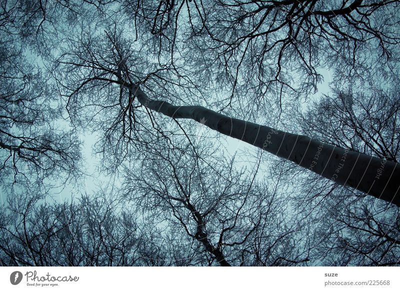 Greifer Umwelt Natur Winter Wetter Baum Wald außergewöhnlich dunkel groß kalt blau grau Traurigkeit Trauer Wachstum Geäst Zweig Baumkrone laublos Ast Baumstamm