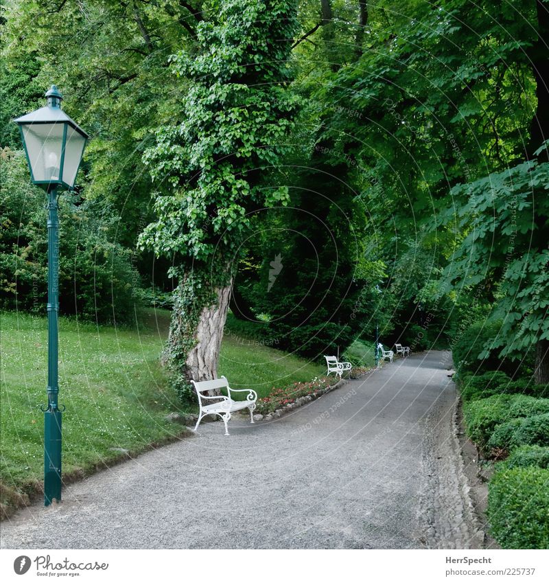 Im Kurpark Pflanze Sommer Baum Sträucher Park ästhetisch schön grau grün Wege & Pfade Parkbank leer Einsamkeit Perspektive ruhig gepflegt Farbfoto Außenaufnahme
