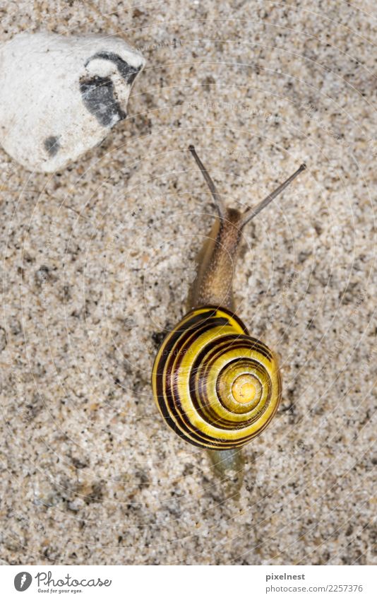 Garten Banderschnecke Tier Ein Lizenzfreies Stock Foto Von Photocase