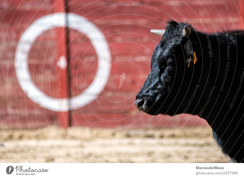 Stier in Stierkampfarena Kultur Tier Nutztier Tiergesicht 1 Aggression Vorsicht Angst gefährlich Tradition Bulle Tiere Gefahr herausfordernd angriffslustig