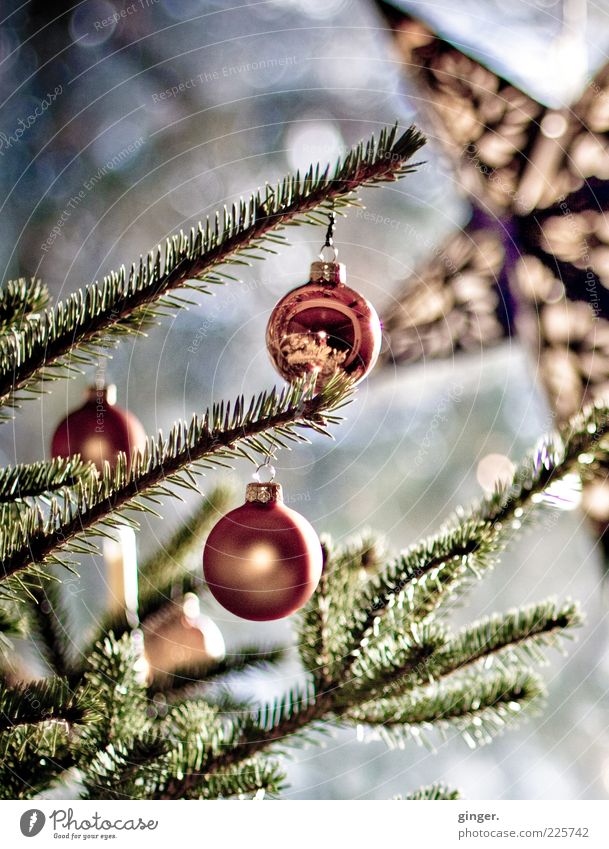 Weihnachten ist jetzt schon lang vorbei... Weihnachten & Advent grün Stern (Symbol) Weihnachtsbaum Weihnachtsdekoration Weihnachtsstern Nadelbaum Tannennadel