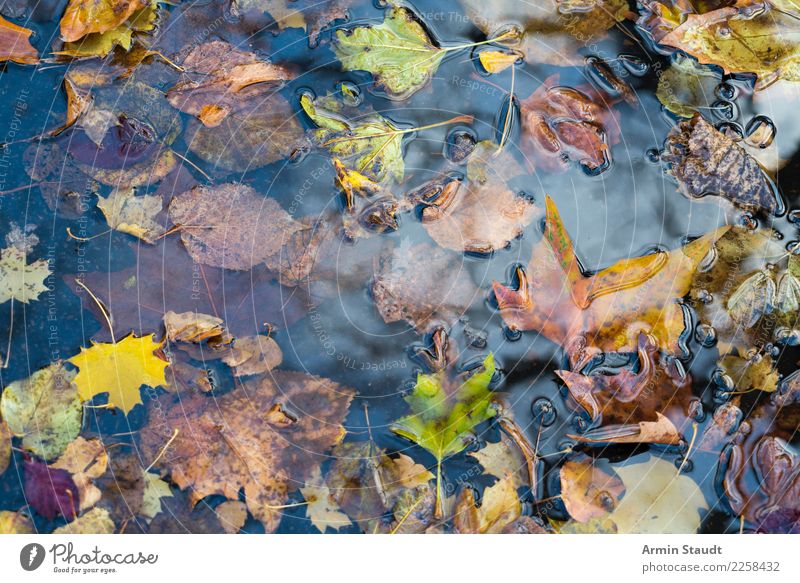 Herbstpfütze Design Gesundheit Umwelt Natur Wasser Winter Regen Pflanze Blatt Park verblüht dehydrieren braun gelb grün Pfütze nass Herbstlaub Vergänglichkeit