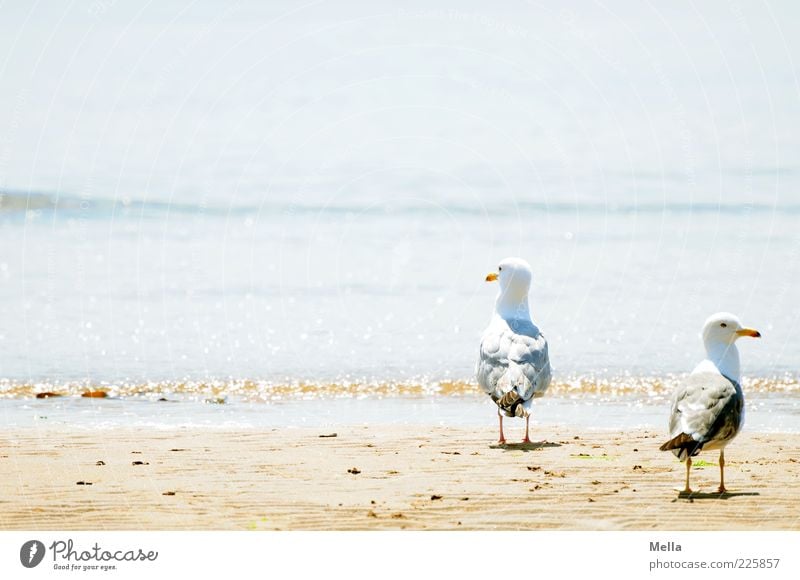 Zweisam Umwelt Natur Landschaft Sand Wasser Wellen Küste Strand Tier Vogel Möwe Silbermöwe 2 Tierpaar Blick stehen Zusammensein hell natürlich blau Stimmung