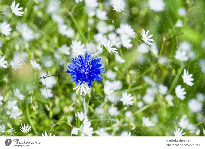 Mädchenfoto Pflanze Frühling Sommer Blume Blüte blau grün weiß Kornblume Nahaufnahme Makroaufnahme Menschenleer Blumenwiese Detailaufnahme Blütenblatt Unschärfe