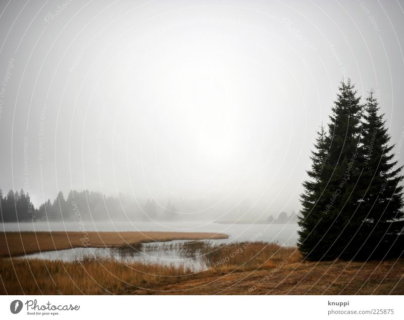 ein bisschen Nebel am Morgen... Winter Natur Landschaft Pflanze Wasser Herbst Wetter Baum Wald Seeufer Schweiz Wäldchen Morgennebel Waldrand Bucht Farbfoto
