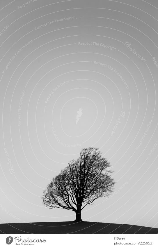 _-|-_ Hügel Baum Himmel Winter 1 Mensch Natur Landschaft Pflanze Luft Wolkenloser Himmel Herbst Einsamkeit Laubbaum Schwarzweißfoto Außenaufnahme Menschenleer