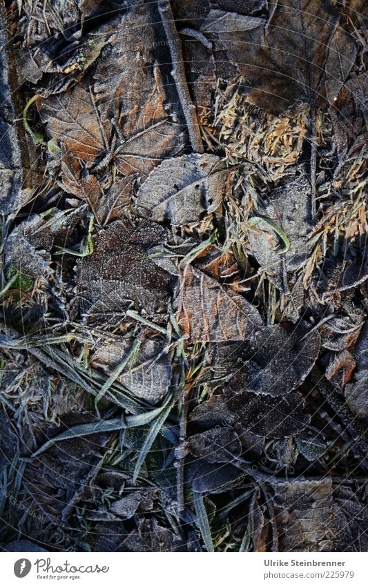 Geheimnisvolles, eingefrorenes Herbstlaub auf dem Waldboden Winter Frost kalt Raureif Blatt Eis natürlich Erde Boden bedecken Strukturen & Formen Gras Wiese