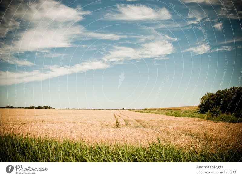 Rodenäs. Versuch 852. Landwirtschaft Umwelt Natur Landschaft Himmel Wolken Sonnenlicht Sommer Schönes Wetter Sträucher Nutzpflanze Feld Nordfriesland