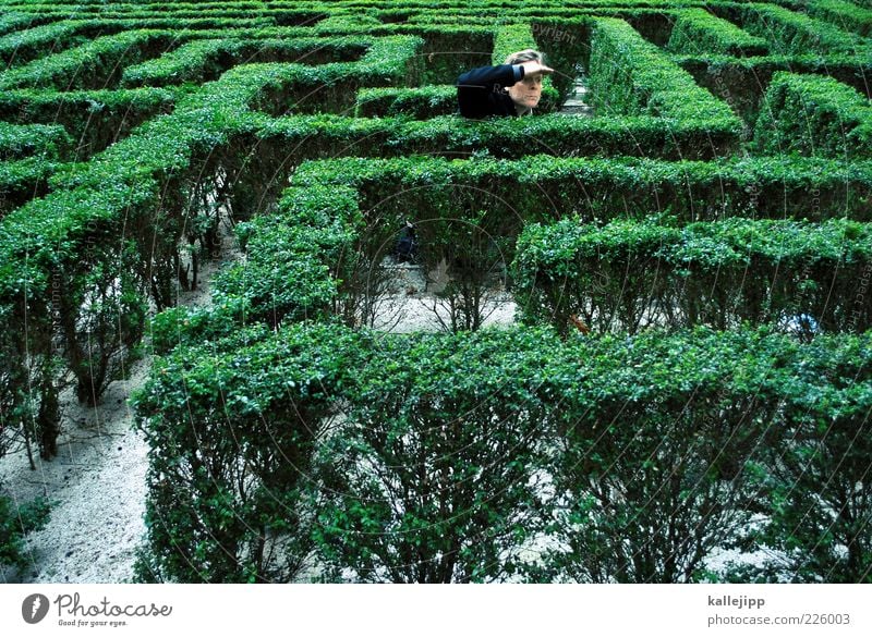 pfadfinder Mensch maskulin Mann Erwachsene 1 Pflanze Sträucher Garten Park Blick Buchsbaum Irrgarten Labyrinth Suche Problemlösung Ziel Rätsel Wege & Pfade