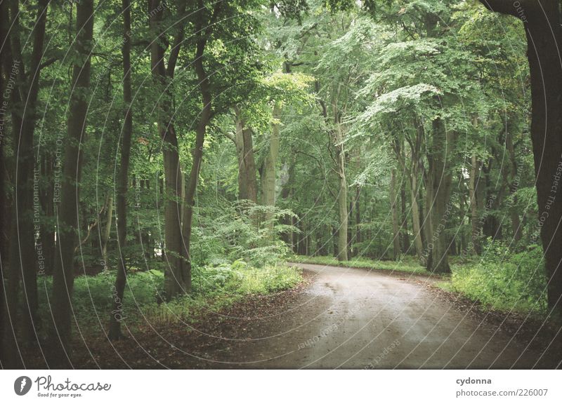 Waldweg Wohlgefühl Zufriedenheit ruhig Ausflug Ferne Freiheit wandern Umwelt Natur Landschaft Baum Bewegung Einsamkeit einzigartig Idylle Leben träumen