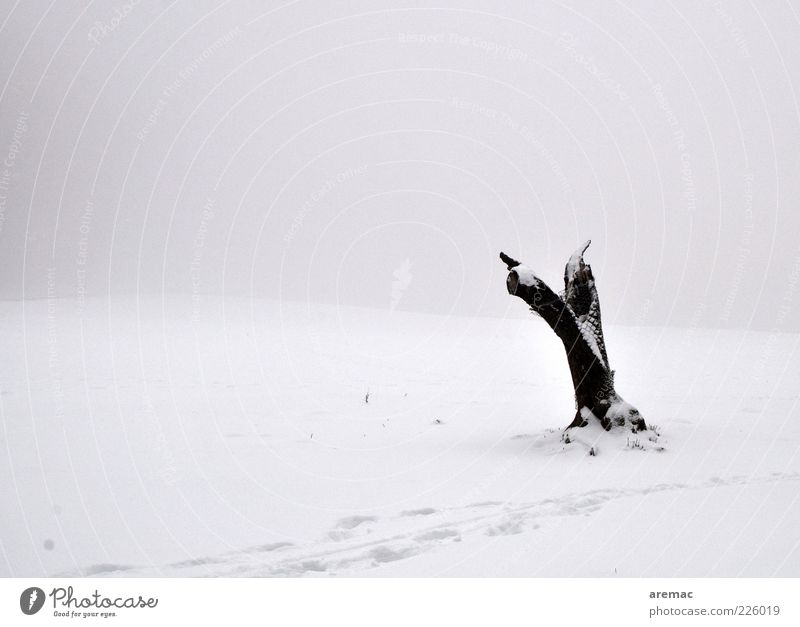 Aufgeräumt Umwelt Natur Landschaft Pflanze Winter Wetter Nebel Eis Frost Schnee Baum Feld alt schwarz weiß Gefühle Einsamkeit Ende kalt ruhig Verfall