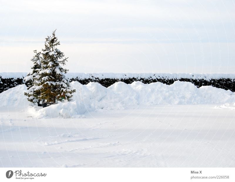 OH BÄUMEBAUM OH BÄUMEBAUM Winter Eis Frost Schnee Baum Garten kalt Einsamkeit Tanne Weihnachtsbaum Farbfoto Außenaufnahme Menschenleer Textfreiraum oben