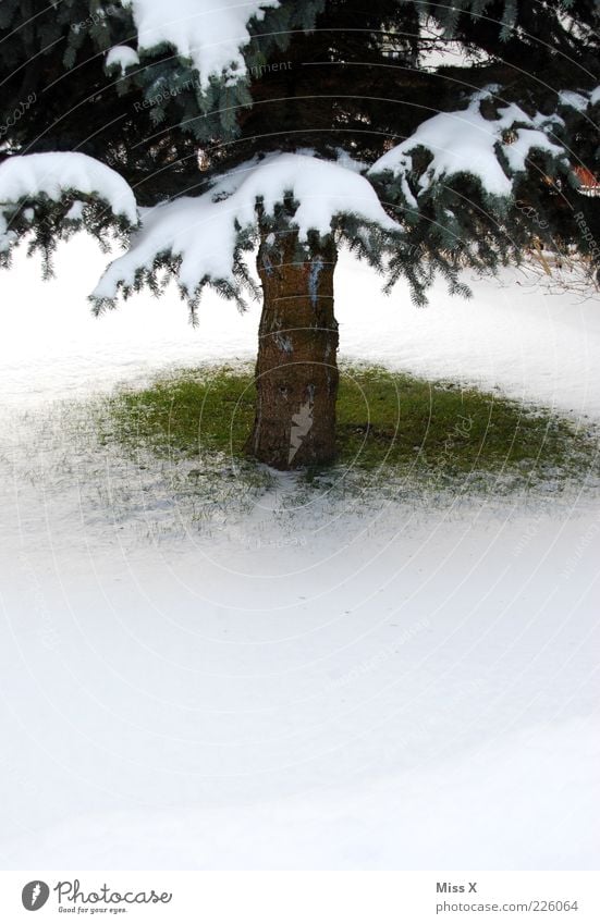 Kleines Fleckchen Grün Winter Schnee kalt grün weiß Tanne Weihnachtsbaum Baumstamm Fichte Rasen Wiese Gras Farbfoto Außenaufnahme Menschenleer