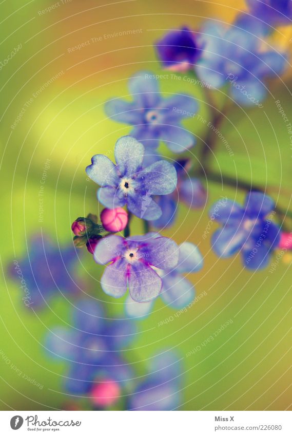 nicht vergessen! Pflanze Frühling Sommer Blume Blüte Blühend Wachstum Farbenspiel Blütenblatt Vergißmeinnicht blau violett Blütenknospen Farbfoto Außenaufnahme