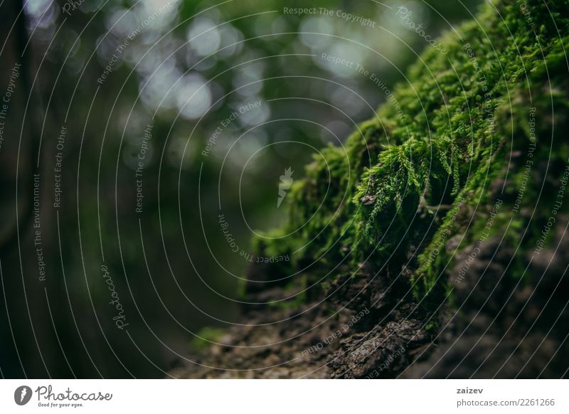 Moos dicht auf einem alten Baum Natur Pflanze Frühling Sommer Herbst Winter Wald Urwald elegant natürlich grün Optimismus Tatkraft Farbfoto Außenaufnahme