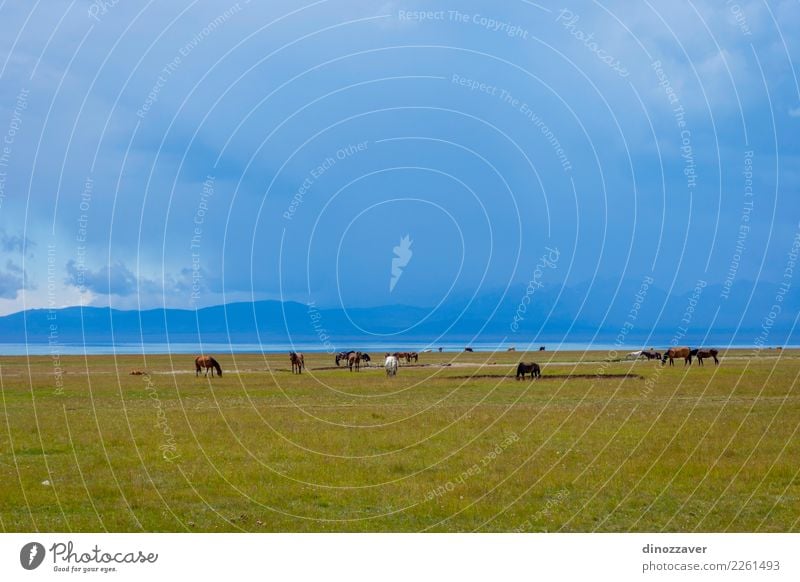 Pferde durch Song Kul See, Kirgisistan schön Ferien & Urlaub & Reisen Tourismus Sommer Berge u. Gebirge Natur Landschaft Himmel Wolken Nebel Gras Park Wiese