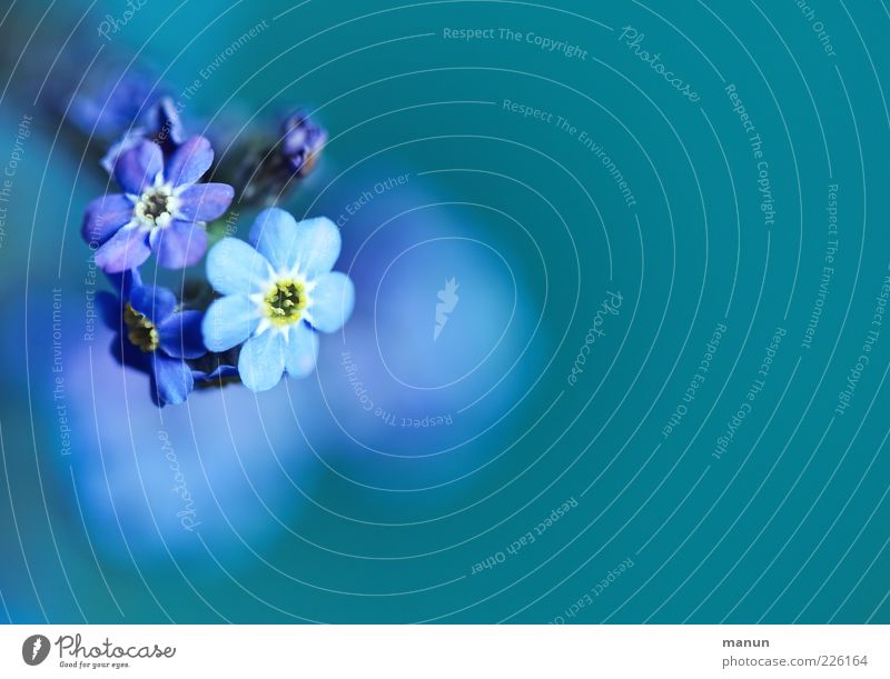 unforgettable Natur Frühling Pflanze Blume Blüte Vergißmeinnicht Frühlingsblume Duft authentisch einfach schön natürlich blau Frühlingsgefühle Farbfoto