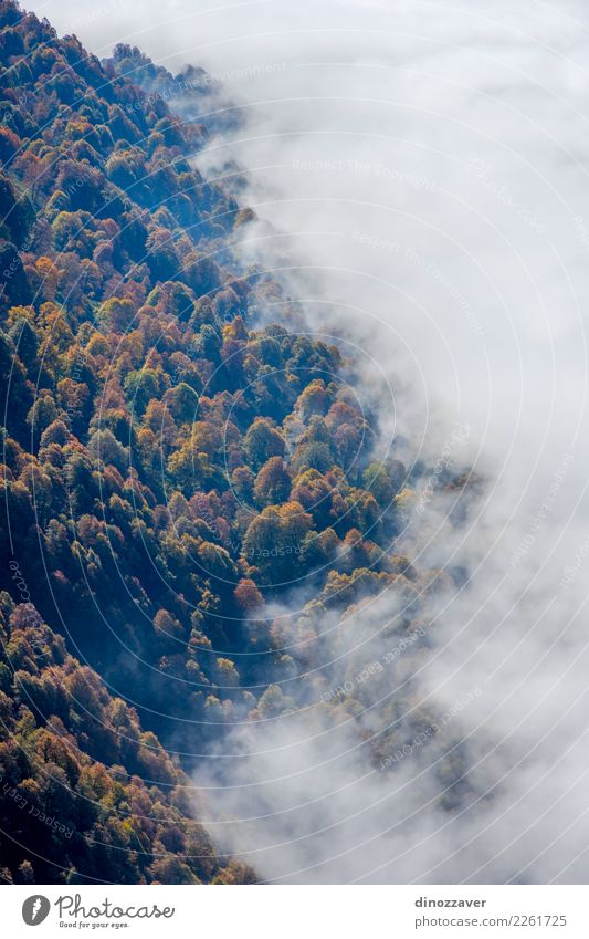 Herbstwald durch die Wolken von oben schön Sonne Berge u. Gebirge Umwelt Natur Landschaft Pflanze Nebel Baum Blatt Park Wald hell natürlich wild braun gelb grün
