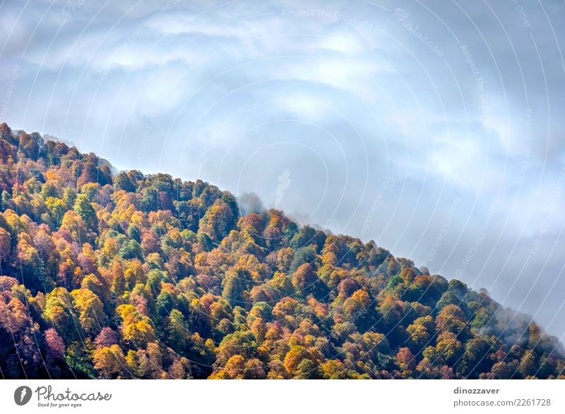 Herbstwald durch die Wolken von oben schön Sonne Berge u. Gebirge Umwelt Natur Landschaft Pflanze Nebel Baum Blatt Park Wald hell natürlich wild braun gelb grün