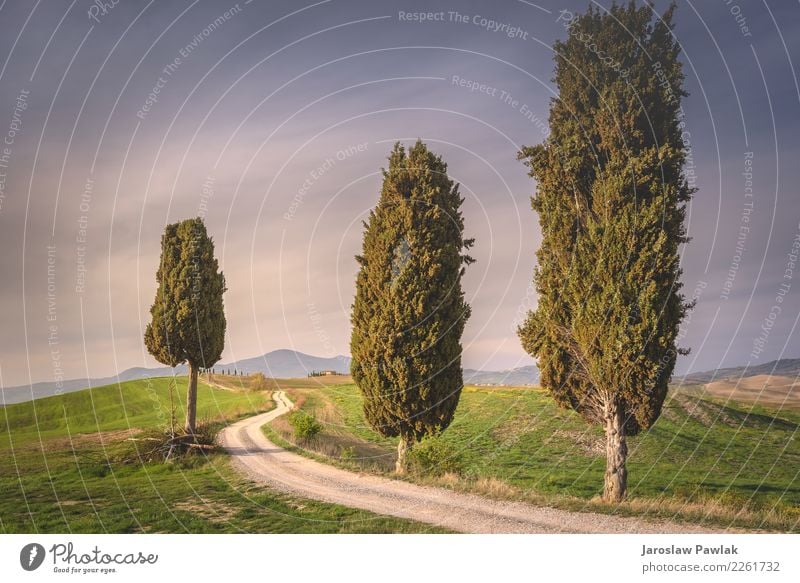 Toskana Bäume zwischen der Straße Natur Landschaft Pflanze Wolkenloser Himmel Sonnenaufgang Sonnenuntergang Frühling Wetter Wiese Feld Hügel Abenteuer Erholung