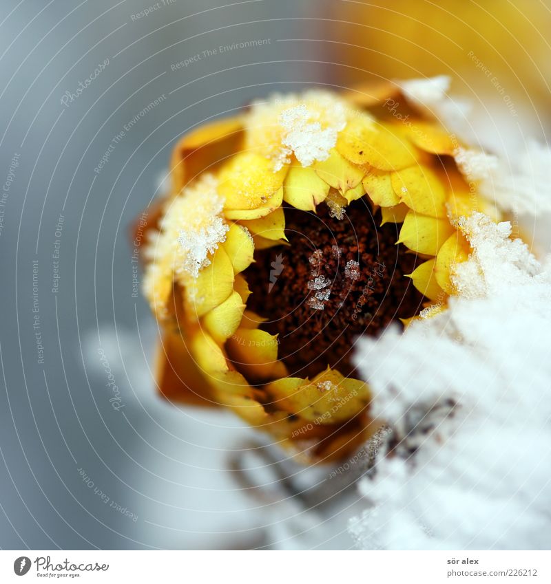 schöner Frost Pflanze Winter Wetter Eis Schnee Blume Blüte Blütenblatt Blühend verblüht kalt gelb weiß Kraft Trauer Überleben Umwelt Verfall Vergänglichkeit