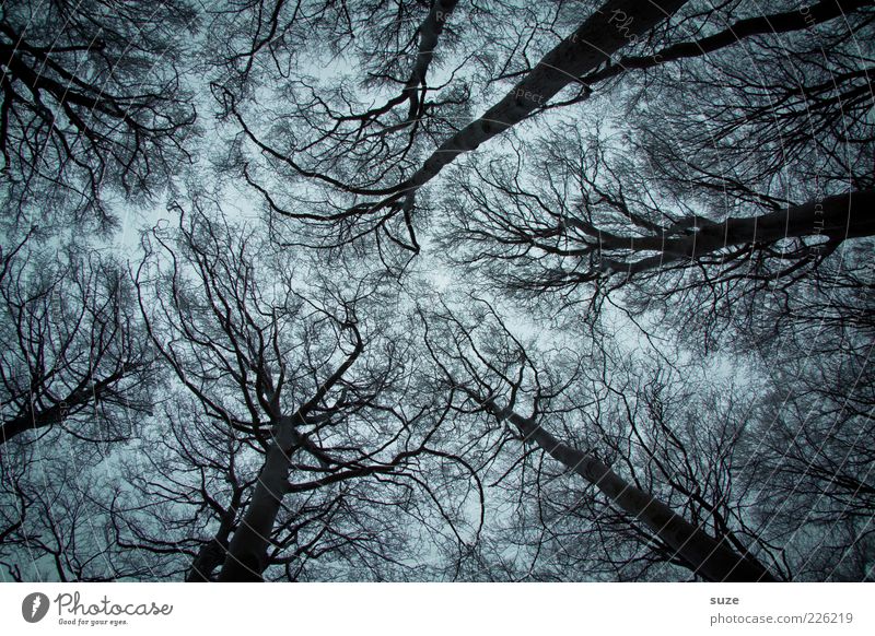 Höhenangst Winter Umwelt Natur Baum Wald Netzwerk Wachstum außergewöhnlich dunkel fantastisch groß gruselig kalt wild Traurigkeit Einsamkeit Angst Todesangst