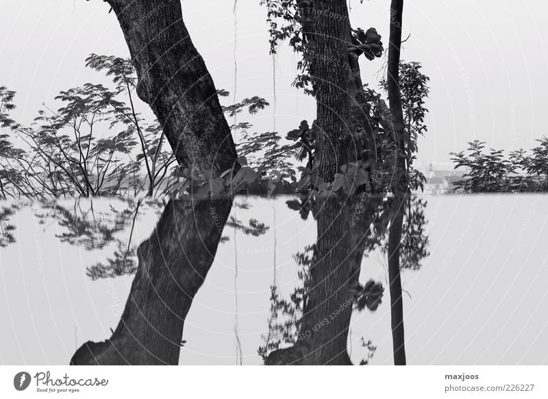 Singapore Trees harmonisch ruhig Natur Pflanze Wasser Himmel Baum Sträucher Garten Küste Seeufer Insel Asien Menschenleer Schwarzweißfoto Außenaufnahme Morgen