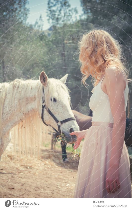 Frau, die ein weißes Pferd einzieht Wellness Leben Abenteuer Freiheit Sommerurlaub Landwirtschaft Forstwirtschaft Junge Frau Jugendliche Umwelt Natur Tier Erde