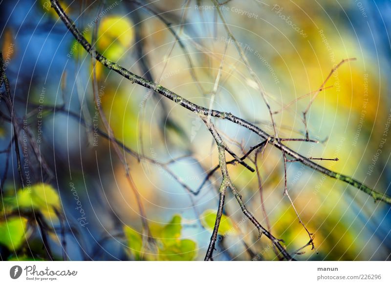 Bunt verästelt Natur Sommer Herbst Baum Blatt Zweige u. Äste Laubbaum herbstlich leuchten fantastisch natürlich schön blau Wachstum Farbfoto Außenaufnahme