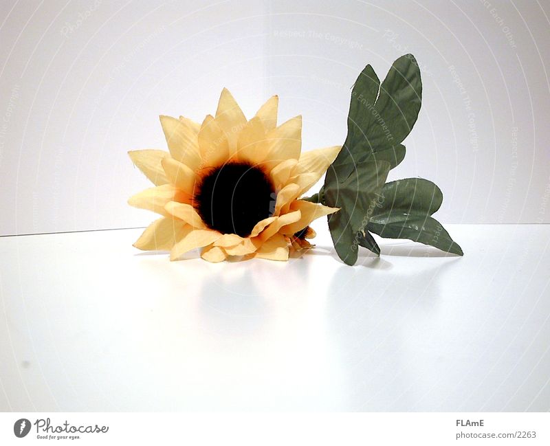 Sonnenblume Häusliches Leben Dekoration & Verzierung Pflanze Blume Stoff Originalität trocken gelb grün stagnierend Symmetrie Kunstblume Stoffblüten plasteblume