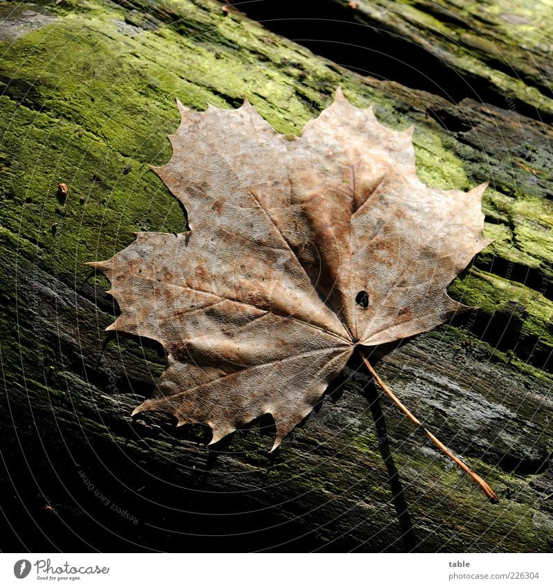 Herbst Pflanze Blatt Ahornblatt Baumstamm Totholz Holz liegen braun grün Natur Umwelt trocken Blattadern Farbfoto Außenaufnahme Nahaufnahme Detailaufnahme