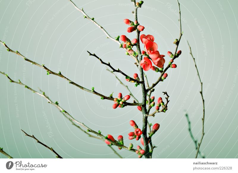 Kirschblüten Umwelt Natur Pflanze Frühling Blume Blüte Ast Zweig Kirschbaum Blühend ästhetisch grün rot Beginn Farbfoto mehrfarbig Innenaufnahme Studioaufnahme