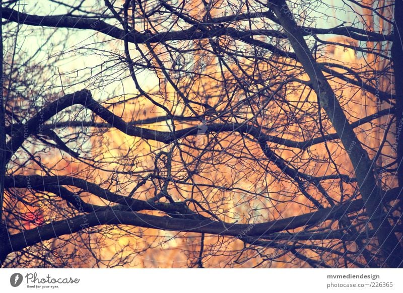 Zweigwerk Baum stark Ast Zweige u. Äste verzweigt Menschenleer Geäst Farbfoto Außenaufnahme Abend Kontrast Silhouette Unschärfe