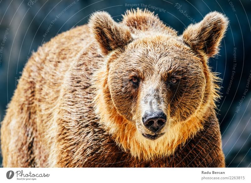Braunbär (Ursus Arctos) Porträt Umwelt Natur Landschaft Tier Wildtier Tiergesicht 1 Aggression wild braun Bär Hintergrund Tierwelt Säugetier groß Grizzly ursus