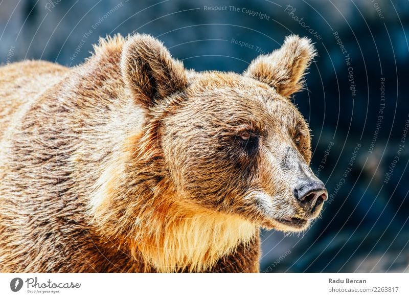 Braunbär (Ursus Arctos) Porträt Tier Wildtier Tiergesicht 1 stehen groß wild braun schwarz Energie Natur Bär Hintergrund Tierwelt Säugetier Grizzly ursus arctos