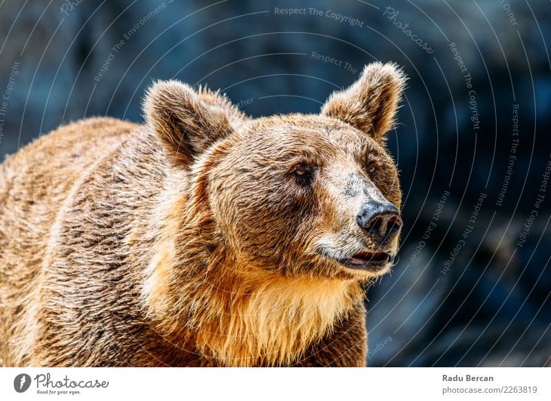 Porträt des Braunbären (Ursus Arctos) Gesicht Sommer Umwelt Natur Tier Wald Fell Wildtier Tiergesicht 1 beobachten stehen Aggression sportlich groß schön