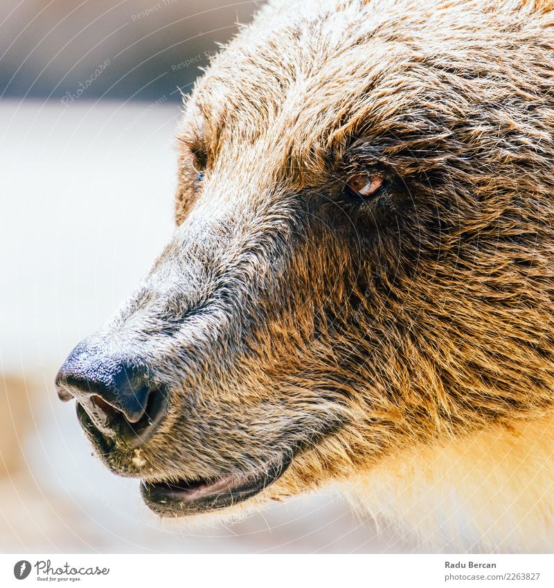 Braunbär (Ursus Arctos) Porträt Natur Tier Wildtier Tiergesicht 1 Aggression bedrohlich groß wild braun gefährlich Bär Hintergrund Tierwelt Säugetier Grizzly