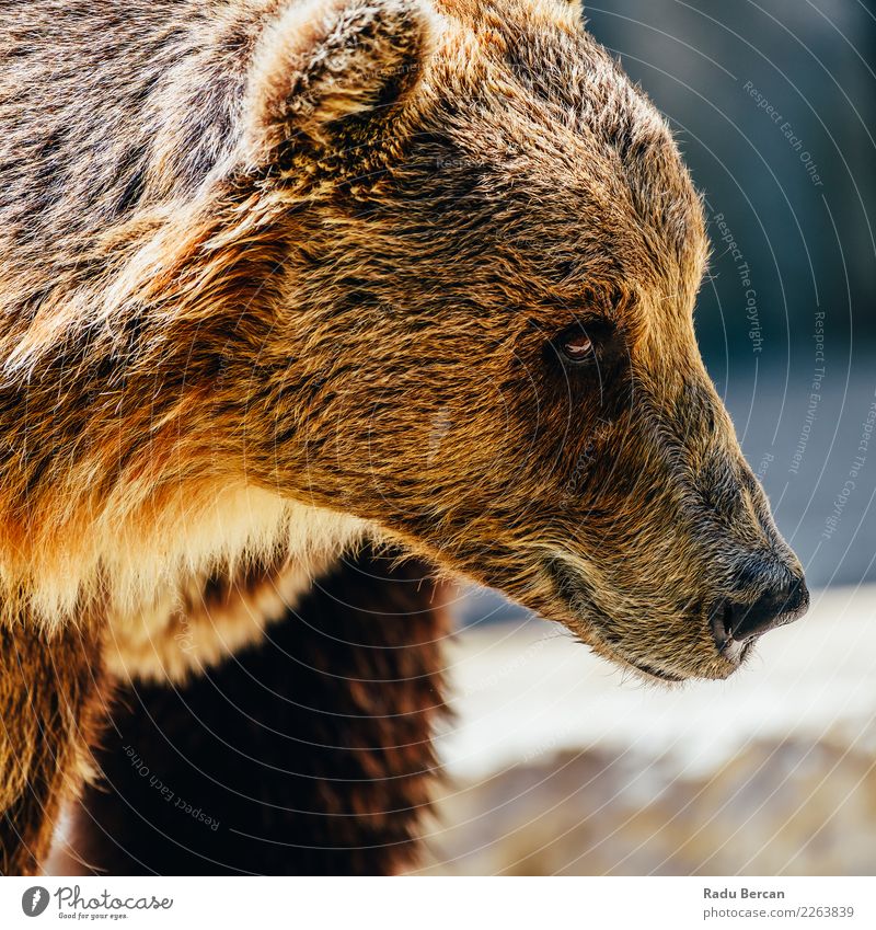 Braunbär (Ursus Arctos) Porträt Umwelt Natur Tier Wildtier Tiergesicht 1 groß wild braun schwarz Bär Hintergrund Tierwelt Säugetier Grizzly ursus arctos