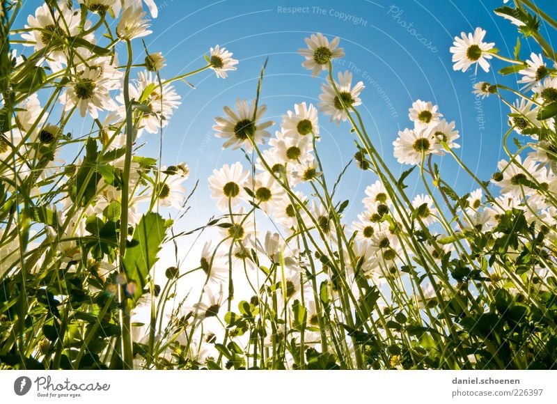 neulich in der Blumenwiese Sommer Umwelt Natur Pflanze Himmel Wolkenloser Himmel Frühling Wetter Schönes Wetter Gras Blüte Wiese blau grün weiß Wachstum