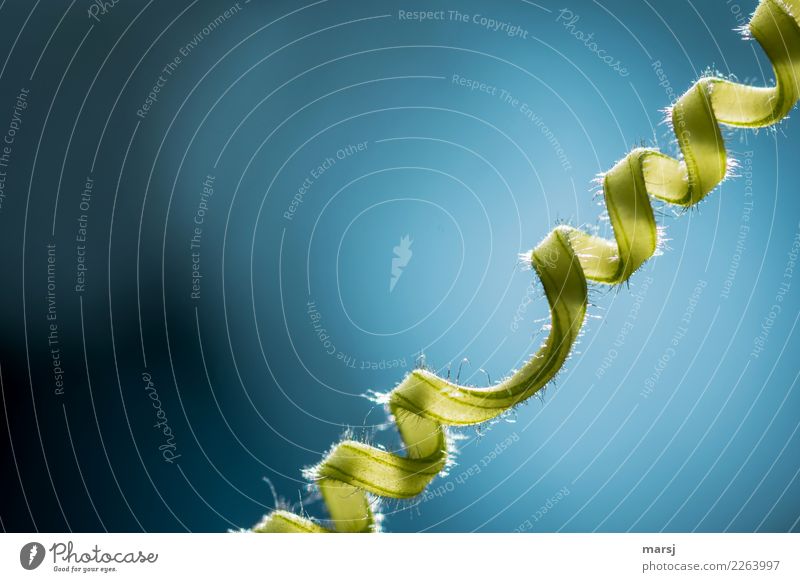 Durchgedreht Natur Sommer Pflanze Ranke Spirale leuchten dunkel dünn authentisch frisch einzigartig natürlich blau grün beweglich haarig Drehung