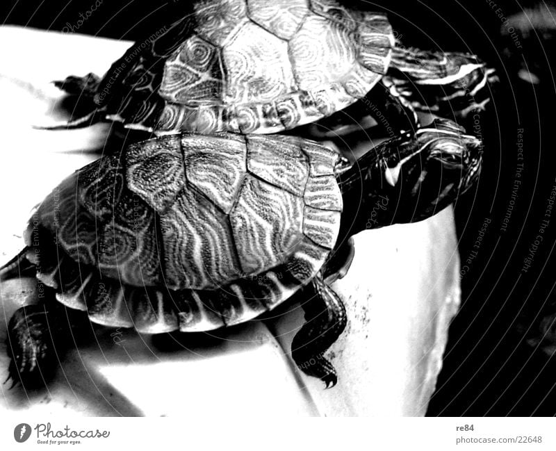 back to the roots - turtle1 Schildkröte Tier Aquarium Findet Nemo Rocker krabbeln Leben füttern klein gepanzert Schilder & Markierungen Dude Wildtier alt