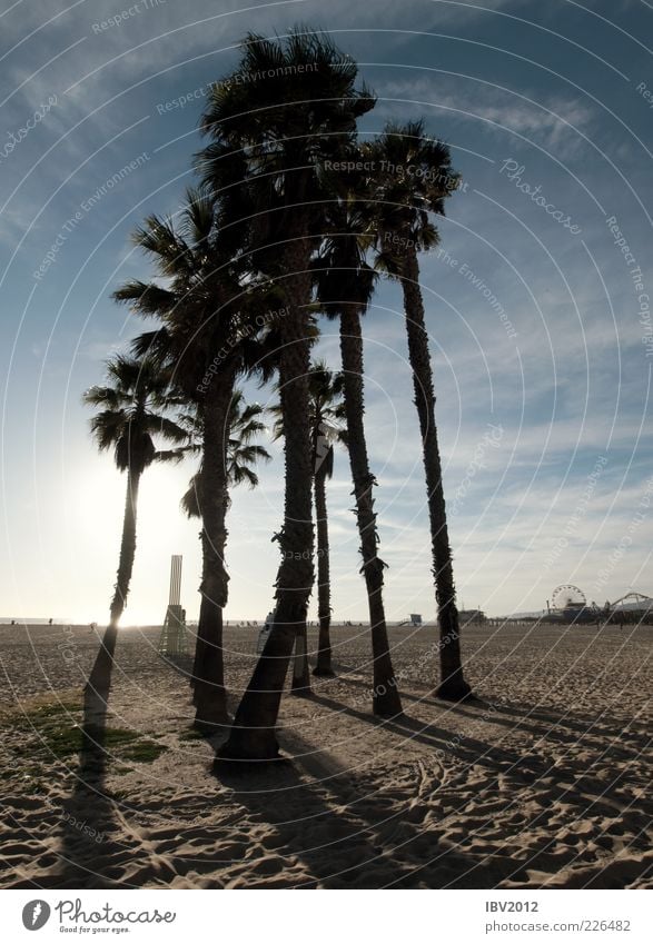 Hoch hinaus Natur Sand Himmel Wolken Sonne Strand Meer Erholung Santa Monica Los Angeles Vergnügungspark Palme Fußspur USA Kalifornien Küste Amerika Farbfoto