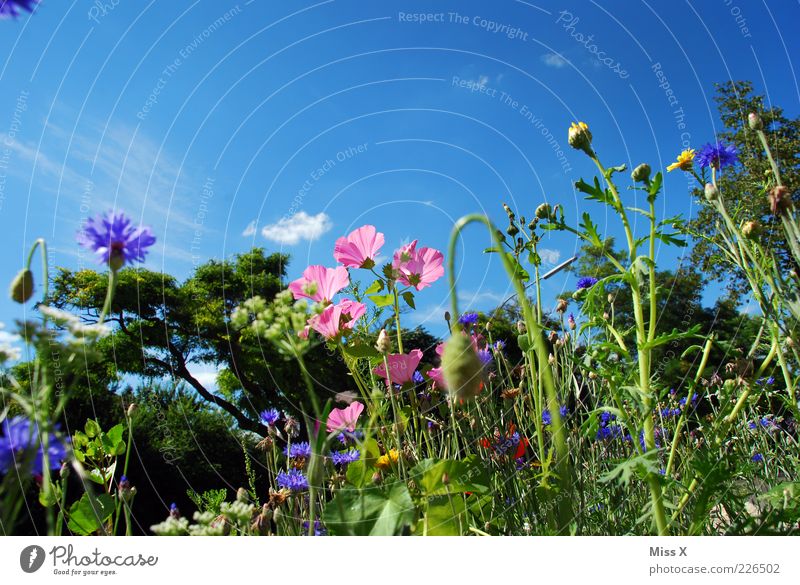 Sommerwiese Umwelt Natur Pflanze Wolkenloser Himmel Schönes Wetter Blume Gras Blatt Blüte Wiese Blühend Duft Wachstum schön mehrfarbig Blumenwiese Mohn
