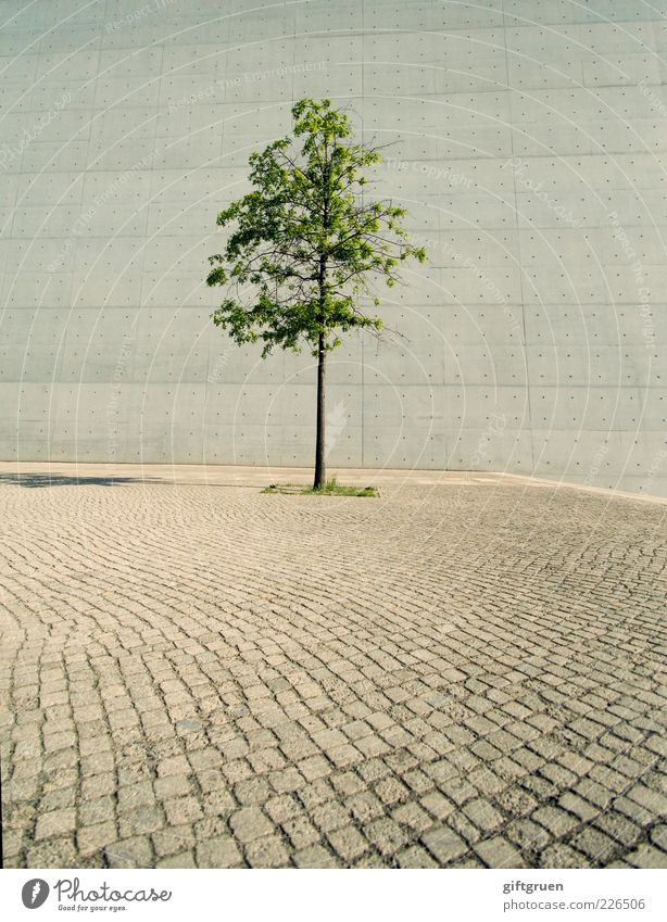 "...und bin so klug als wie zuvor" Sommer Pflanze Baum Platz Bauwerk Gebäude Architektur Mauer Wand Wachstum einfach Ordnungsliebe einzigartig einzeln Unikat