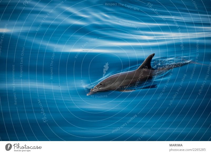 wild dolphin Natur Tier Wasser Sommer Meer Insel Schifffahrt Wasserfahrzeug Wildtier 1 Schwimmen & Baden blau grau Atlantic Atlantic Ocean Canary Islands