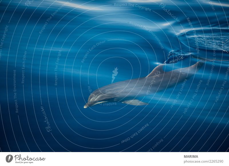 wild dolphin Natur Tier Wasser Sommer Meer Insel Schifffahrt Wasserfahrzeug Wildtier 1 Schwimmen & Baden blau grau Africa Atlantic Atlantic Ocean Canary Islands