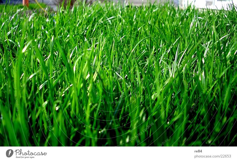 green side of life Gras grün Sauerstoff Photosynthese Ameise Insekt nah Zoomeffekt Sommer Frühling Wohnung schön Reifezeit Wachstum feucht trocken Natur Pflanze