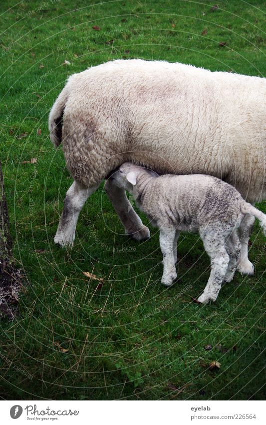 Oanzapft is ! Umwelt Natur Landschaft Pflanze Tier Erde Wetter Gras Moos Garten Wiese Feld Haustier Nutztier Fell 2 Tierpaar Tierjunges Tierfamilie grün weiß