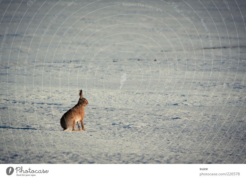 Angsthase Umwelt Natur Tier Urelemente Winter Schnee Feld Wildtier 1 warten authentisch klein Neugier niedlich Einsamkeit Hase & Kaninchen einzeln Jagdrevier